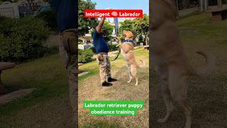 Labrador retriever puppy obedience training session 236 shorts [upl. by Blanc744]