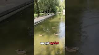 Combat de canards à Paris [upl. by Alejoa963]