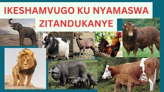 Inyamaswa Ikeshamvugo ritangaje [upl. by Shreve366]