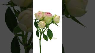 Time lapse of dying white four seasons rose [upl. by Nnaeiram126]