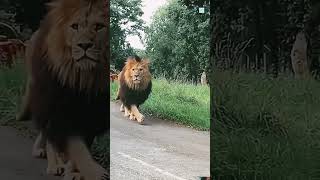 black hair lion 🦁🦁 vs black hair lion 🦁🦁🦁 [upl. by Issim]