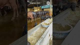 dr hr dairy farm rajasthan kuchamn didwana farming animals beautiful shortvideo [upl. by Autrey]