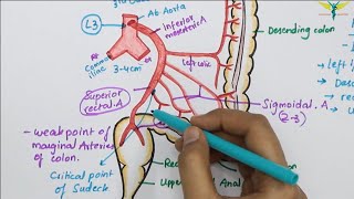 Inferior Mesenteric ArteryIMA  Abdominal Aorta Branch  Hindgut Blood Supply [upl. by Jorgenson]