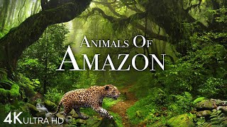 Animals of Amazon 4K  Animals That Call The Jungle Home  Amazon Rainforest Scenic Relaxation Film [upl. by Adnovay]