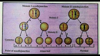 Importance of meiosis nondisjunction and cell death [upl. by Noremak928]