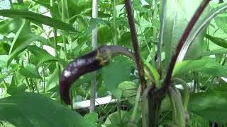 ⟹ PURPLE CAYENNE Pepper Capsicum annuum [upl. by Nnilsia]