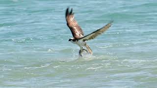 Hunting Ospreys at Sebastian Inlet Florida [upl. by Aronal]