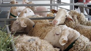 El sector agrícola y ganadero Salón del Caballo y Feria del Queso en Expovicaman [upl. by Shuping594]