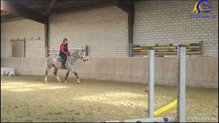 2020 KWPN gelding by Cellestial Flatwork and schooling Jan 2024 FOR SALE [upl. by Keele]