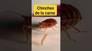 CHINCHES DE LA CAMA chinches [upl. by Ario]