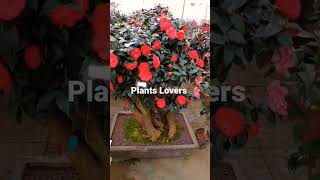 Where do camellias grow best  How to Grow and Care for Camellia Japonica gardening flowers [upl. by Aikehs]