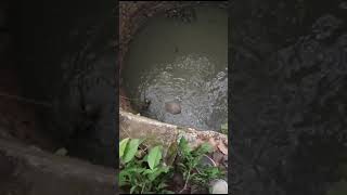 One Neelgay fallen in a well at Narkopi village Administration and villagers are engage in resque [upl. by Walt719]