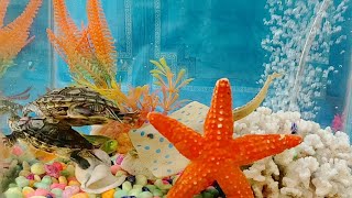 CUTE ANIMAL VIDEOS 🥰😍😘 FISH [upl. by Enileqcaj]