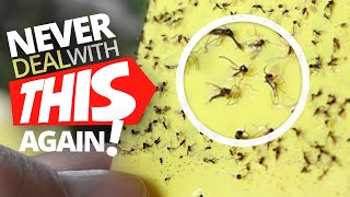 Save Your Plants From This Dreaded Pest Fungus Gnat Control Beat Them For Good [upl. by Aynek]