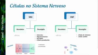 Neurociência Básica  Aula 02  As Células do Sistema Nervoso [upl. by Ayotaj]