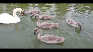 Bedford Park Cygnets  2 July 2024 [upl. by Kironde]