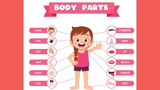 Parts Of Body Song Kids Learning Videos  Toddler Learning Videos [upl. by Gibbon]