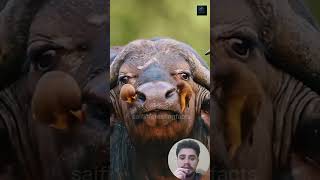 Incredible Oxpecker bird facts trendingshorts [upl. by Ollayos210]