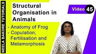 Structural Organisation in Animals  Anatomy of Frog  Copulation Fertilisation Metamorphosis [upl. by Conlon]