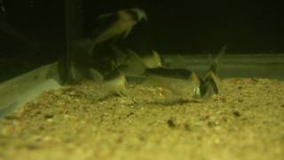 Corydoras adolfoi [upl. by Buehrer321]