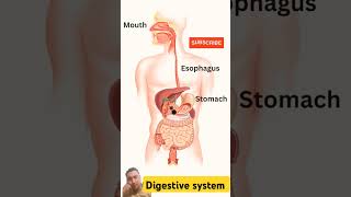 Digestive system 3D Animation [upl. by Noreh]