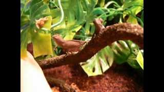 Bearded Pygmy Chameleon Rhampholeon brevicaudatus [upl. by Retsbew544]