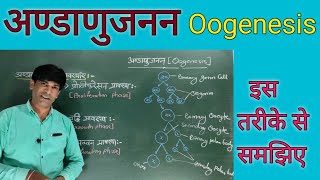 अण्डाणुजनन Oogenesis युग्मकजनन Gametogenesis [upl. by Nosnor]