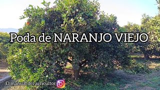 Poda de NARANJO VIEJO 🍊 [upl. by Ynnavoeg758]