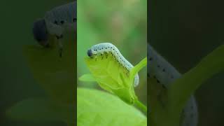 Sawfly larva eats Buttonbush leaf [upl. by Enyaw]