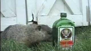 How Much Jager Would A Woodchuck Chuck if a Woodchuck [upl. by Noelc]