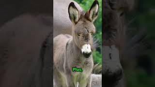 Donkeys Are Smarter Than You Think [upl. by Dnesnwot]