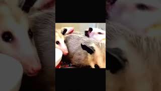 OPOSSUMS eat BANANAS… memes funny wildlife [upl. by Kemme]