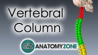 Vertebral Column  Introduction  3D Anatomy Tutorial [upl. by Vento]