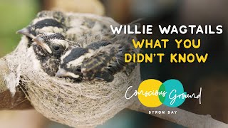 What you didnt know about Willie Wagtails [upl. by Elagiba]