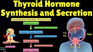 Mechanisms of Thyroid Hormone Synthesis and Secretion [upl. by Malorie]