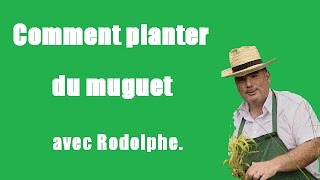 Comment planter du muguet Tutovidéo jardinageLe jardin de Rodolphe [upl. by Gian]