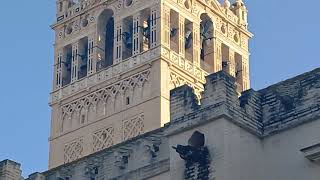 Volteo de las campanas mayores en la Giralda con Nilocampanero [upl. by Delacourt]