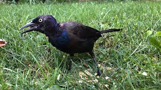 Grackle birds grackle animals nature wildlife [upl. by Drugge]