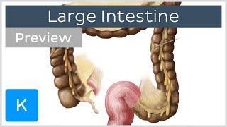 Large Intestine Structure and Function preview  Human Anatomy  Kenhub [upl. by Eetse]