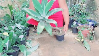 How to Prune Agave Attenuata Ornamental Plant plants [upl. by Lledniw]