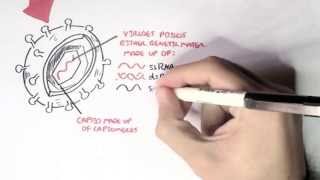 Microbiology  Viruses Structure Types and Bacteriophage Replication [upl. by Urbas]