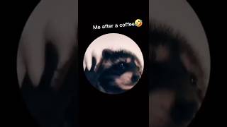 The effect of coffee😅🤣 coffee funny viralvideo shorts [upl. by Ydnak]