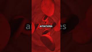 Understanding Arteries The Lifelines of Our Body [upl. by Nosloc]