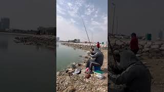 Mullet fishing at al khobar corniche [upl. by Issi682]