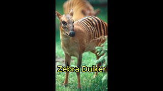 Zebra Duiker shorts zebra duikerduikerzebra [upl. by Orabla]