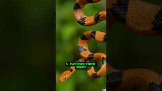 Top 10 Most Deadliest Snakes In The World  Snake  Shorts  Top ten  TOP TEN PLANET [upl. by Akimot508]