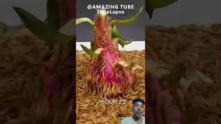 10000 worms vs Dragon fruit gardening plants dragonfruit onion garden planttalk plantsman [upl. by Aerdnahc]