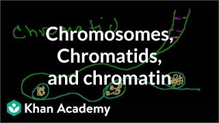 Chromosomes Chromatids Chromatin etc [upl. by Eaned]