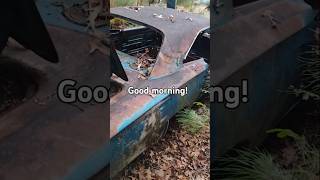 Mornings  the salvage yard chrysler automobile dodge vehicle car plymouth mopar cars [upl. by Arreip]