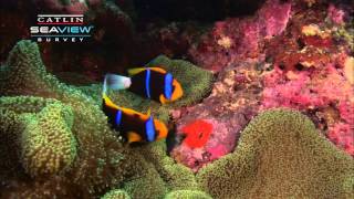 Seaview Science Clown Fish Symbiosis [upl. by Ylliw]